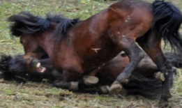 马交配过程视频